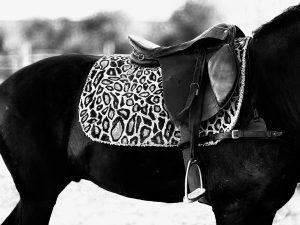Tapis de selle bien ajusté sous une selle de cheval